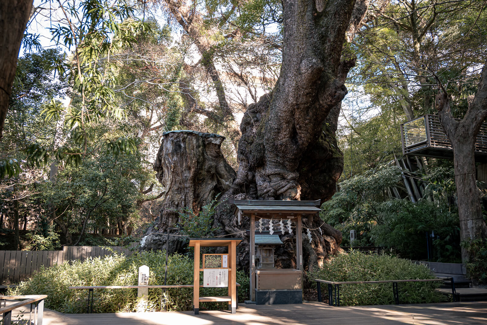 Sacred camphor tree at Kinomiya Shrine with small altar at its base