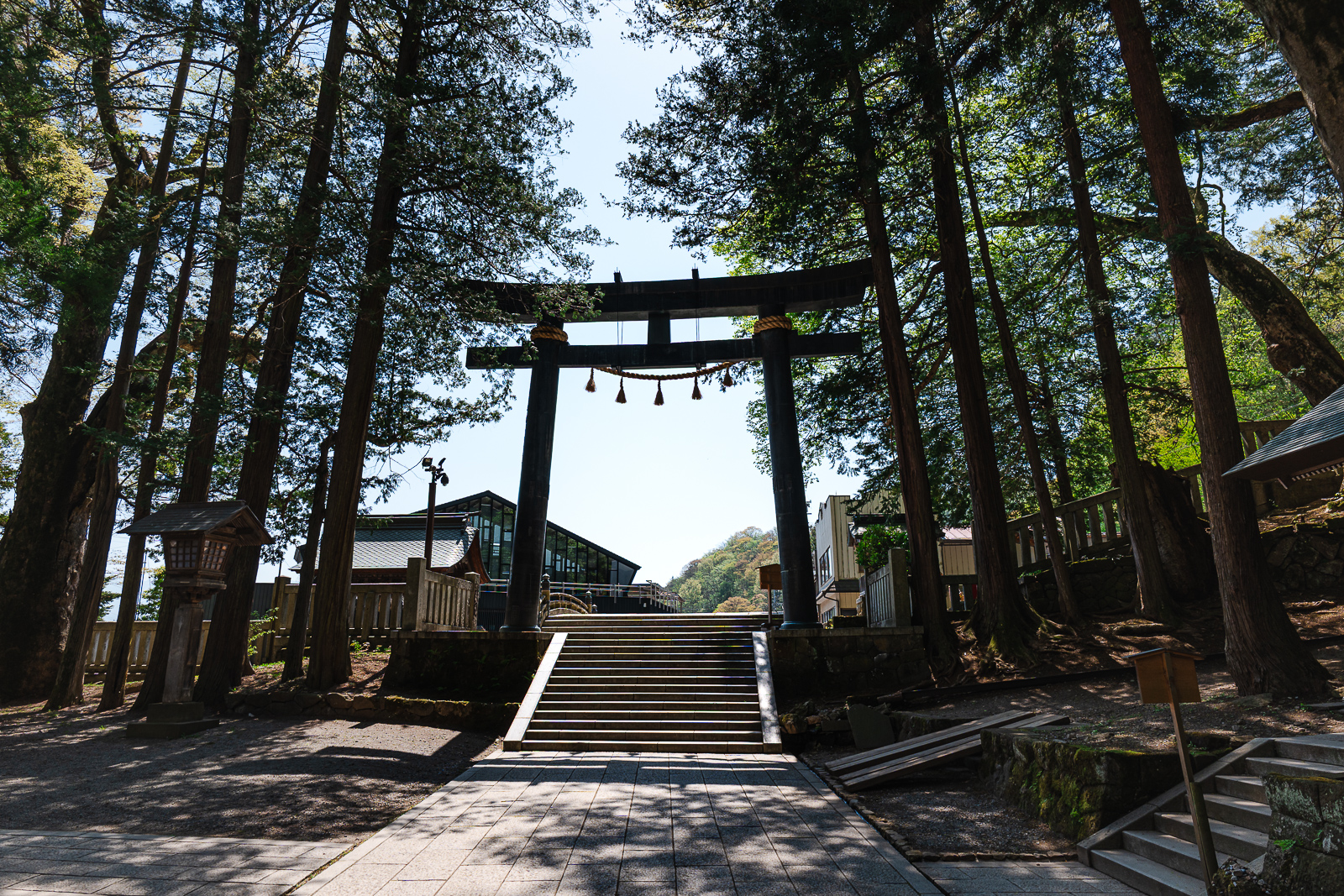 Large sacred cedar tree (Neiri no Sugi) at Suwa Taisha Kamisha Honmiya, Suwa