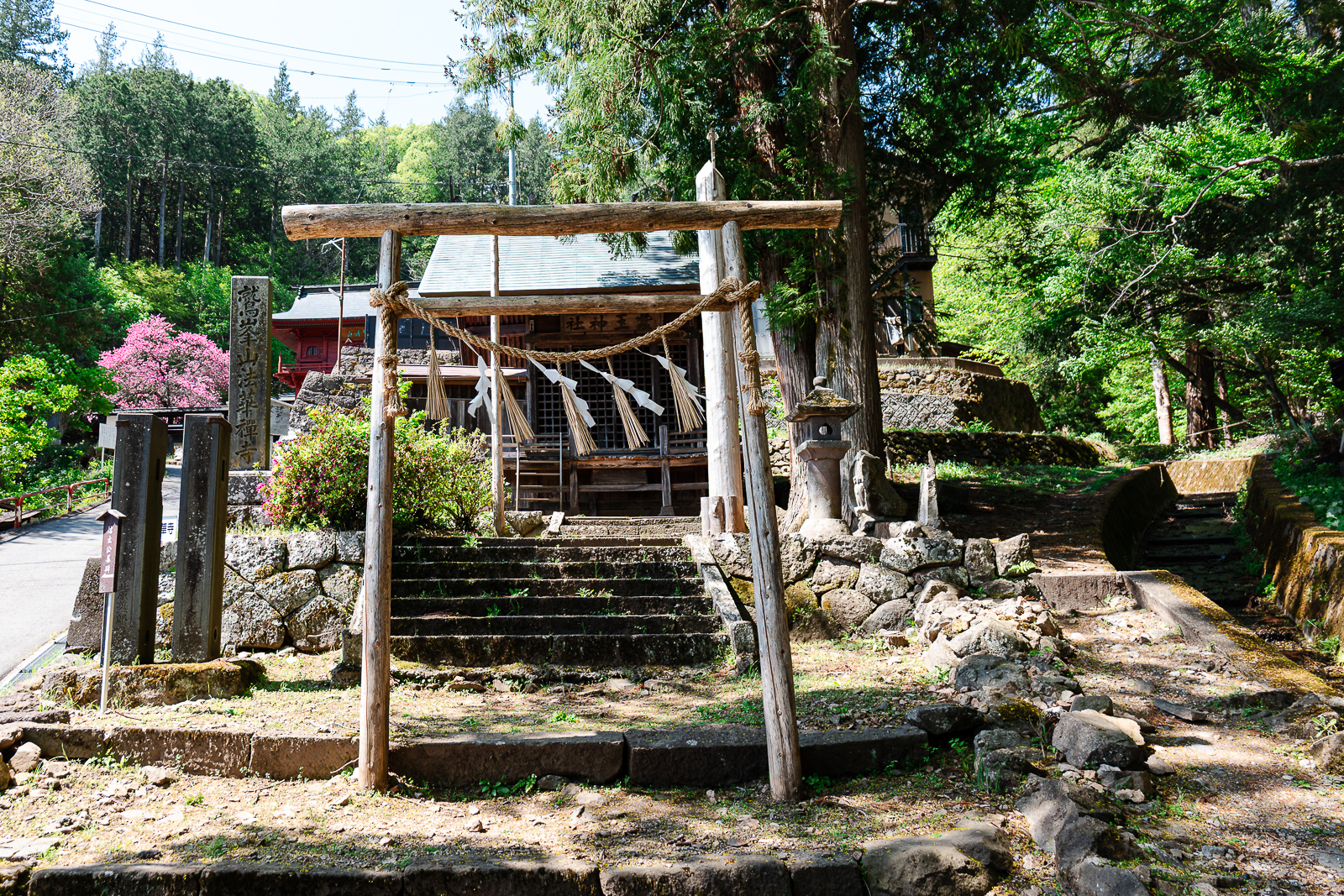 acred tree area surrounded by shrine grounds at Suwa Taisha Kamisha Honmiya, Suwa