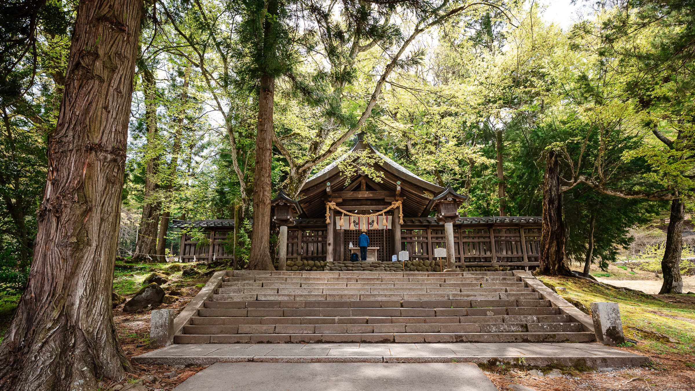 Main hall of Suwa Taisha Kamisha Maemiya surrounded by tall cedar trees and stone steps above Lake Suwa in Chino, Nagano Prefecture, Japan