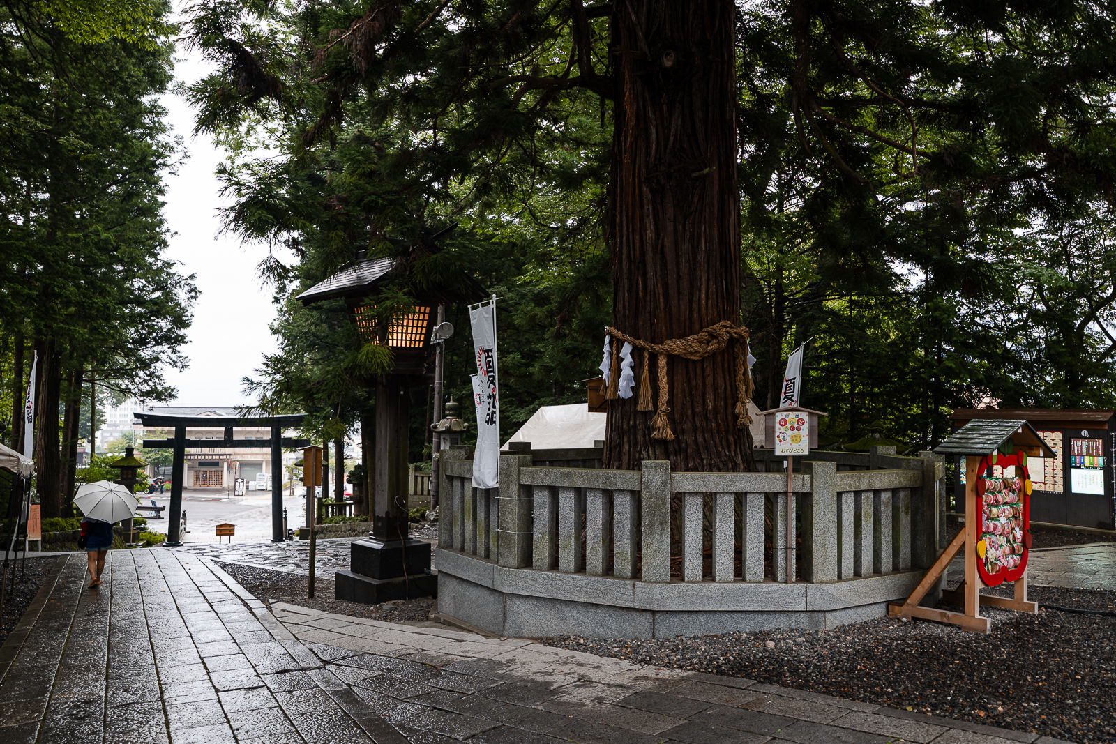 Nejiri no Sugi sacred tree at Suwa Taisha Shimosha Akimiya in Shimosuwa Nagano