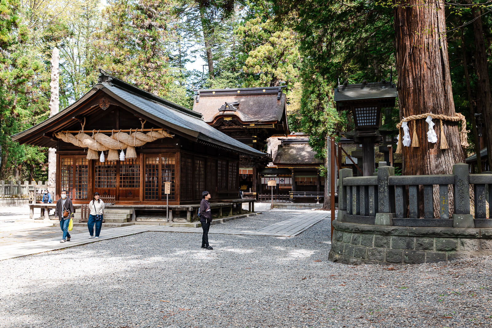 Musubi no Sugi sacred cedar tree at Suwa Taisha Shimosha Harumiya