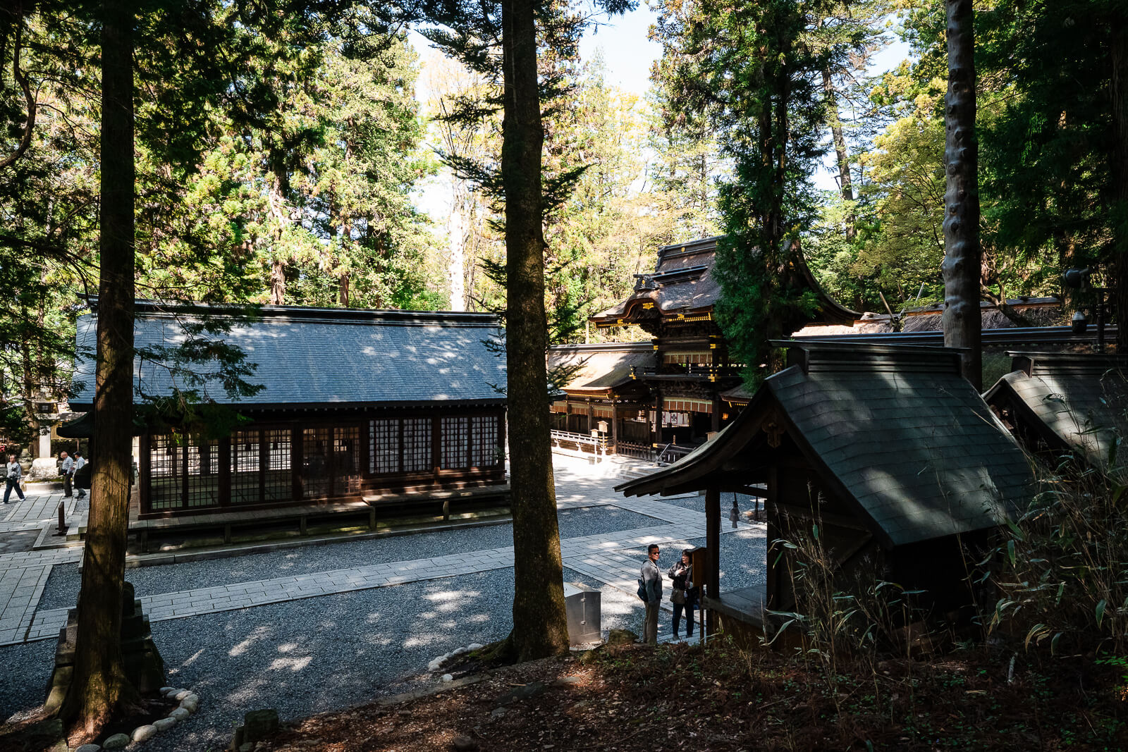 Cedar forest surrounding Suwa Taisha Shimosha Harumiya in Shimosuwa, Nagano Prefecture