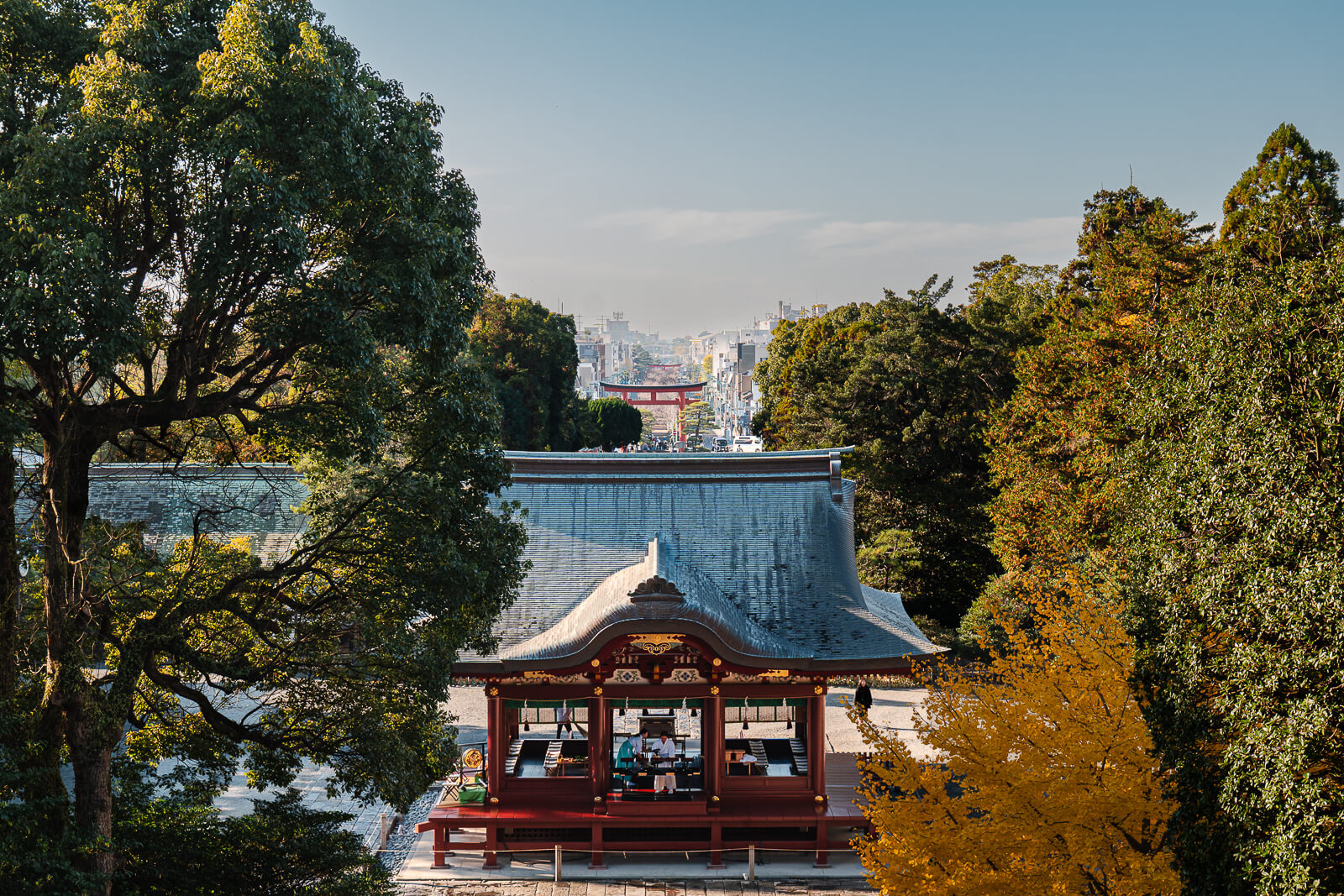 View from the upper grounds of Tsurugaoka Hachimangū toward central Kamakura with a yellow ginkgo tree and distant torii gate