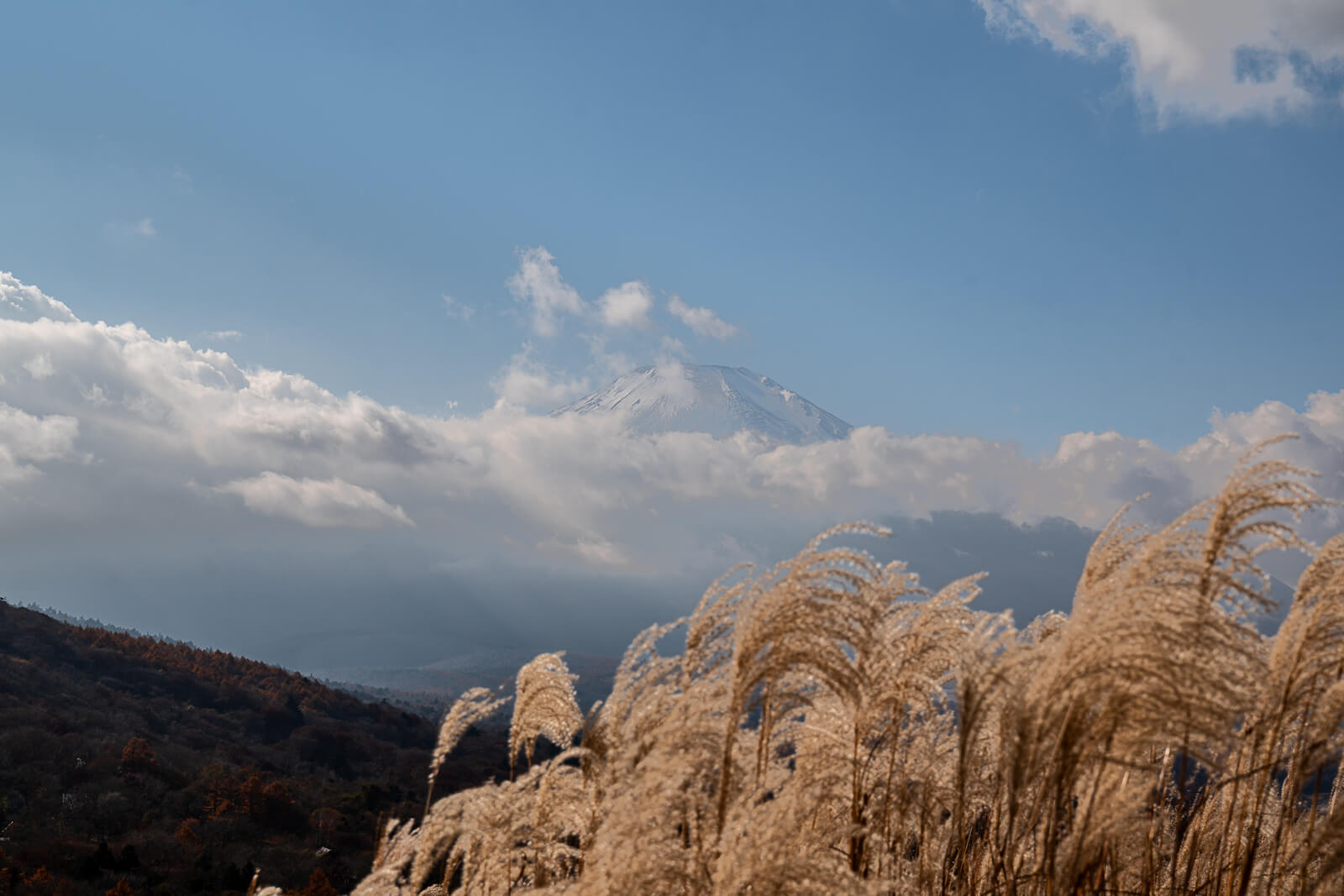 Susuki below Fuji's partly cloud-covered summit at Yamanakako Panoramadai