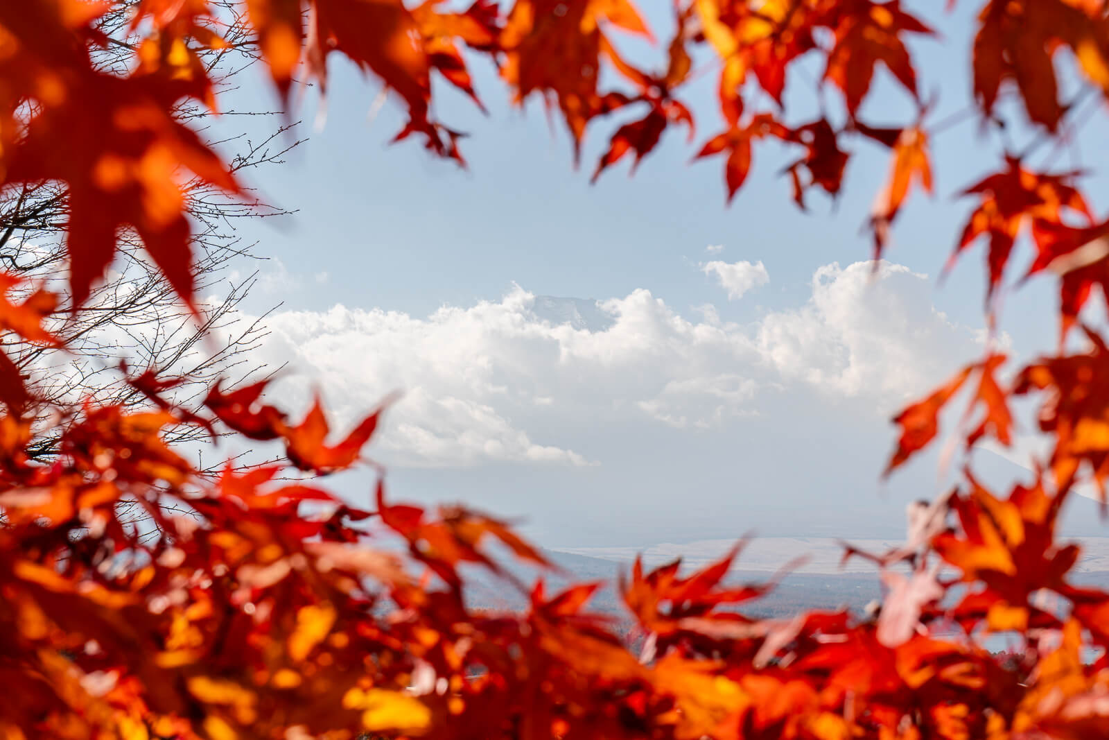 Cloudy Fuji framed by soft red leaves at Yamanakako Panoramadai