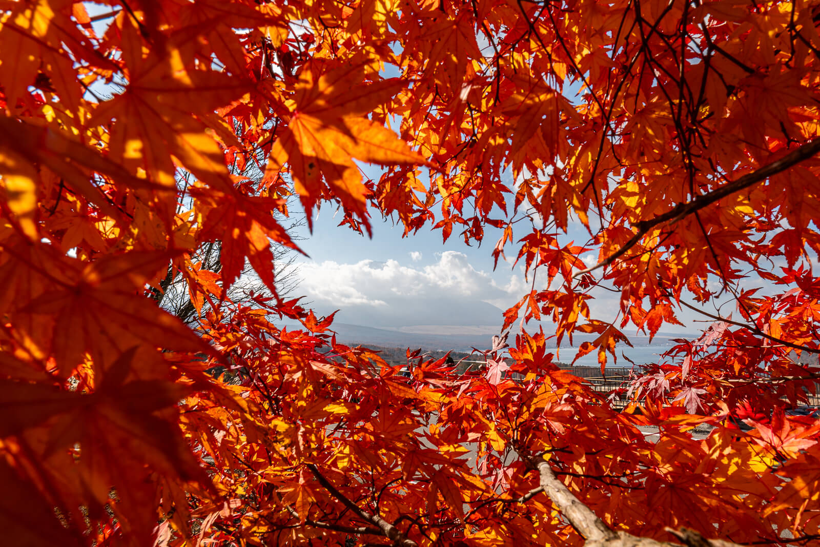 Red maple leaves framing the distant view at Yamanakako Panoramadai