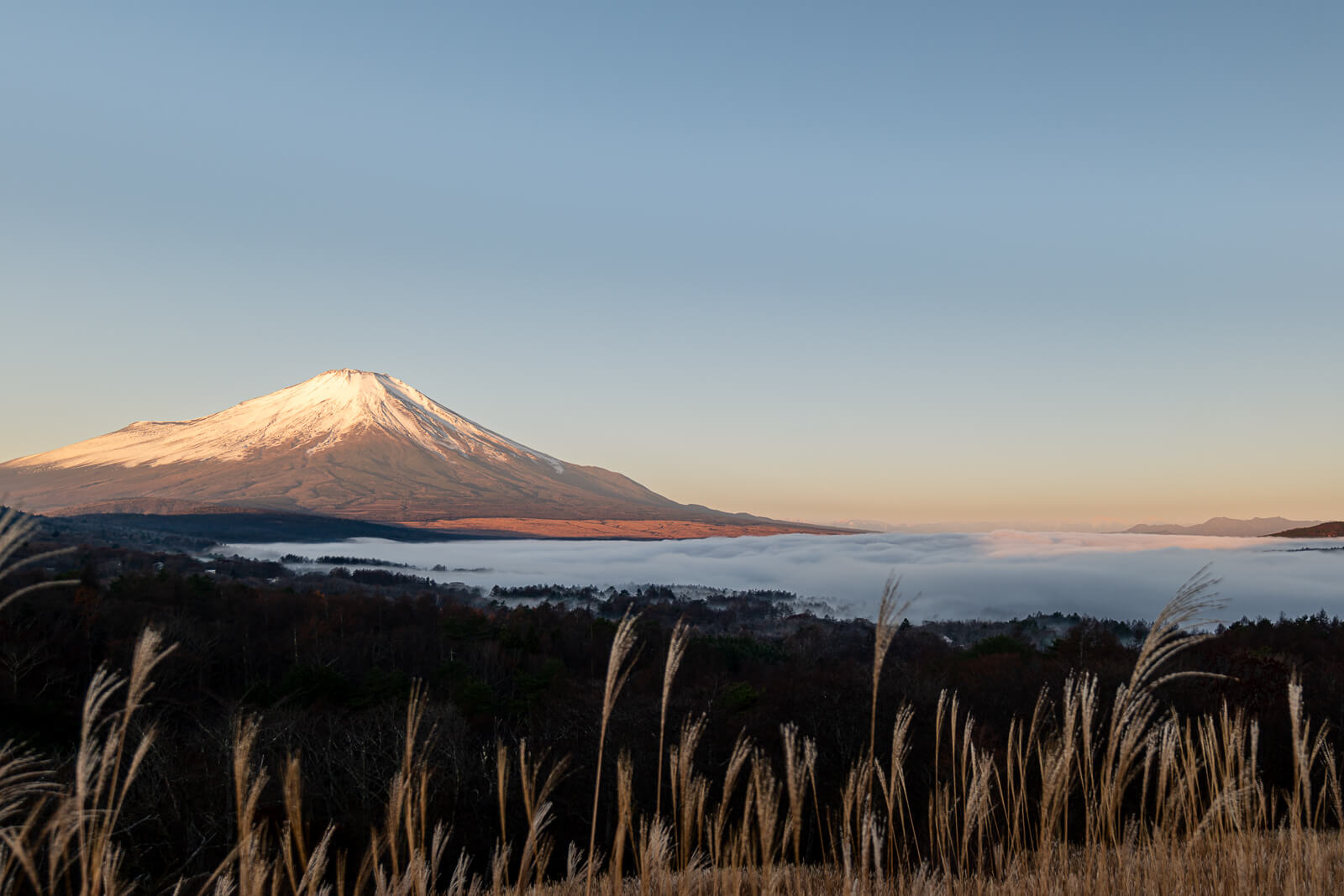 Golden Fuji with foreground susuki at Yamanakako Panoramadai