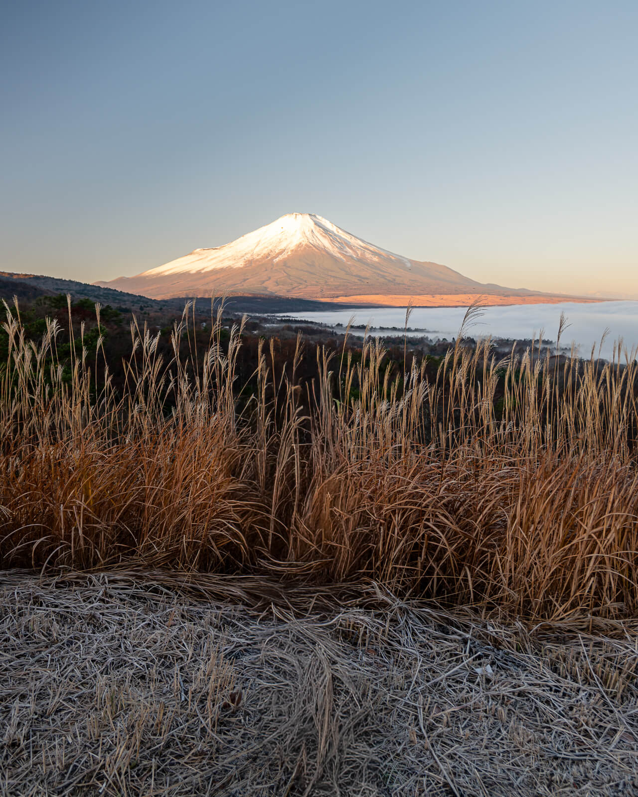 Portrait susuki and frosted foreground with Fuji at Yamanakako Panoramadai
