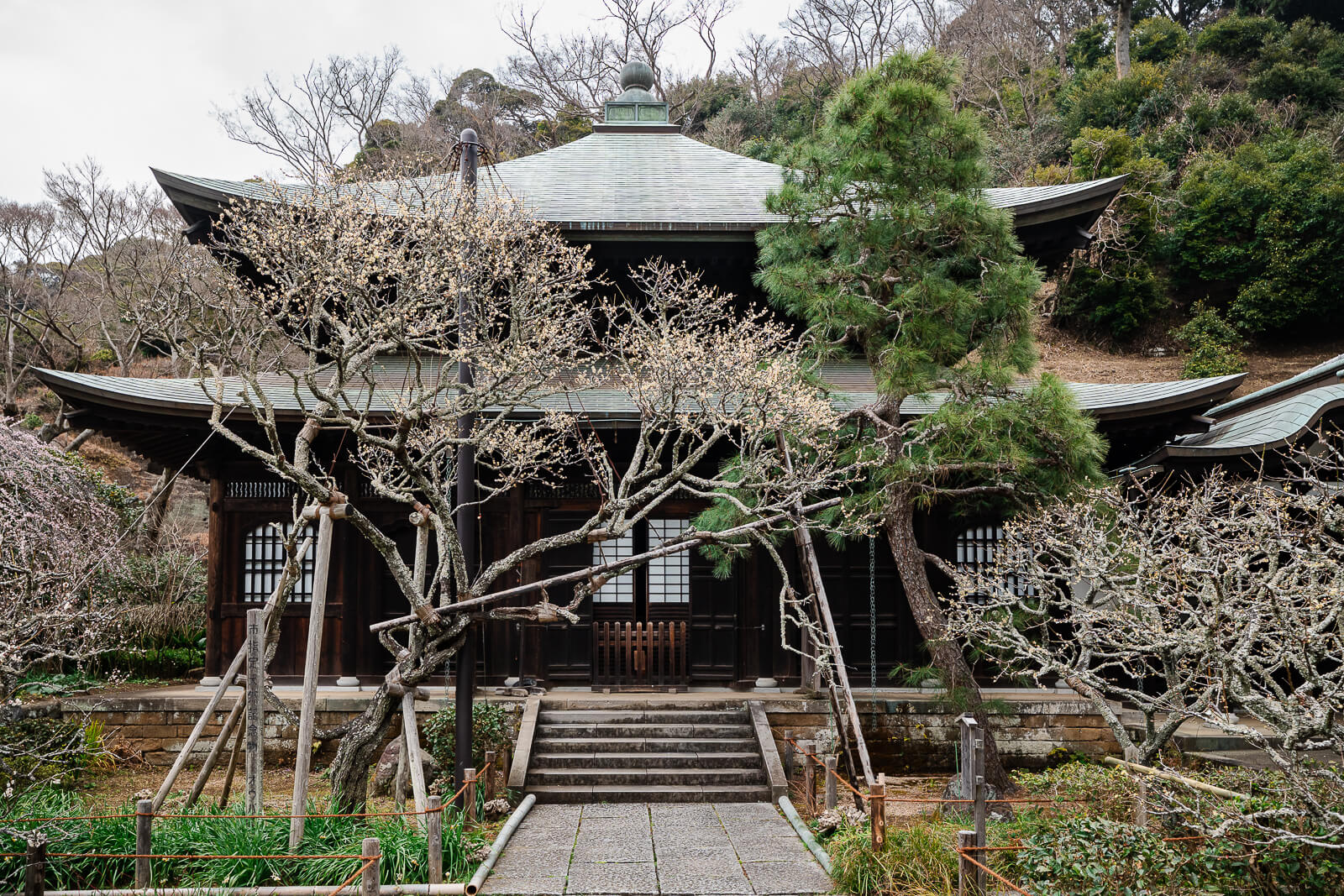 Plum blossoms blooming in front of the main hall at Zuisen-ji during winter in Kamakura